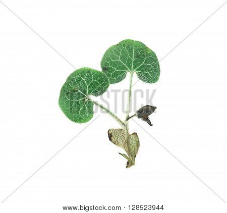 Pressed and dried flower wild ginger (asarum europaeum). Isolated on white background