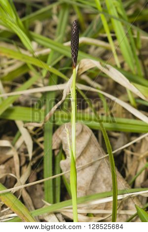 Blooming Black or common sedge Carex nigra close-up with bokeh background selective focus shallow DOF