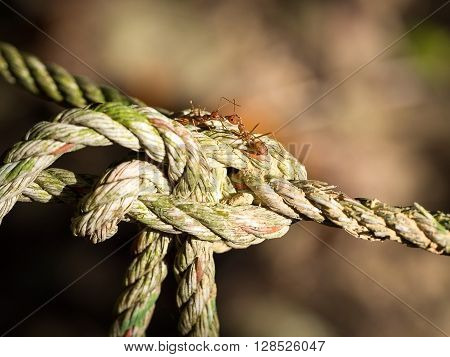 Red ants on the old rope and bokeh on background