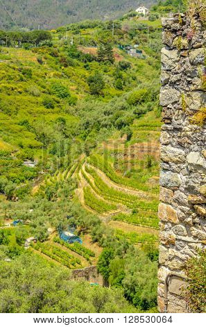 Landscape with vines on the hillside in the National park of Cinque Terre, Italy