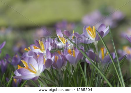 Crocus Thomassianus