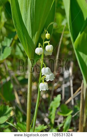 A close up of the lily-of-the-valley (Convallaria keiskei).
