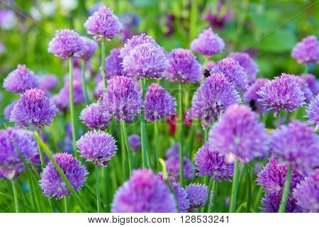 Beautiful Chive Flowers .Chive plants in full bloom.  Closeup with shallow dof.  Selective focus on closest blossom.