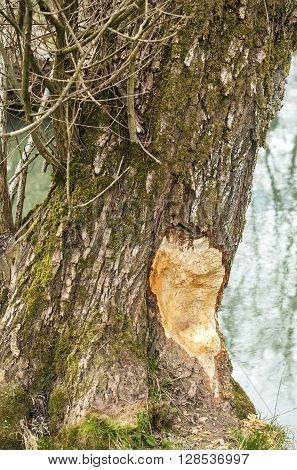 Damaged tree by a beaver in a nature.