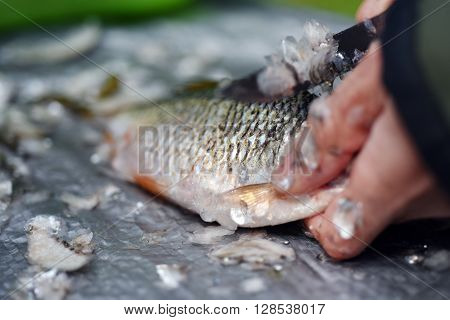 Fisherman cleaning a fish with a knife