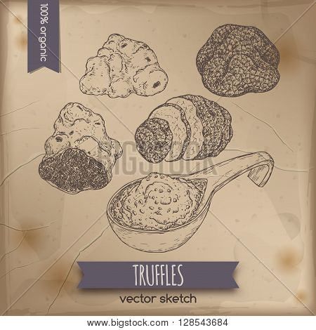 Vintage white, black truffles and truffle sauce sketch placed on old paper background. Great for restaurant, cafe, markets, grocery stores, organic shops, food label design.