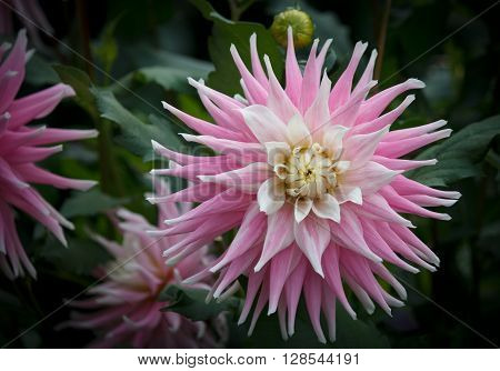 Closeup of a pink white colored dahlia flower in a natural environment