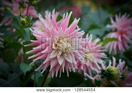 Closeup of a pink white colored dahlia flower in a natural environment