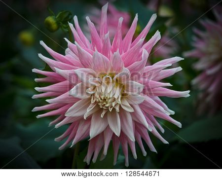 Closeup of a pink white colored dahlia flower in a natural environment