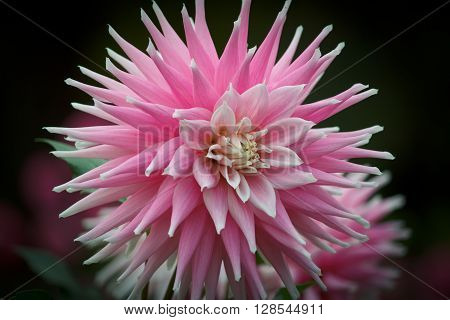 Closeup of a pink white colored dahlia flower in a natural environment
