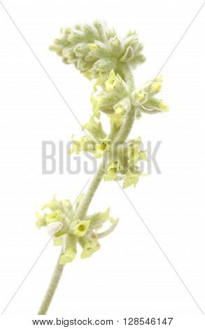 Flora Of Gran Canaria - Sideritis Dasygnaphala