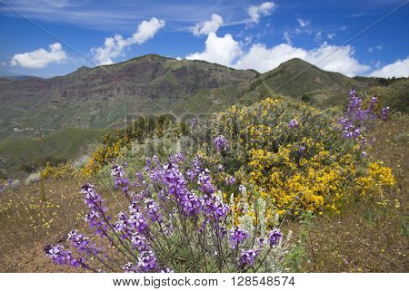 Gran Canaria, Caldera De Tejeda In April