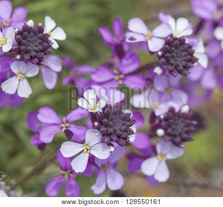 Flora Of Gran Canaria - Abundant Flowering Of Erysimum Albescens