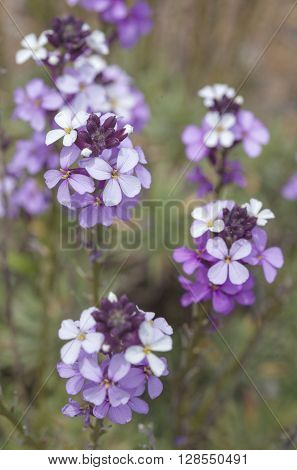 Flora Of Gran Canaria - Abundant Flowering Of Erysimum Albescens