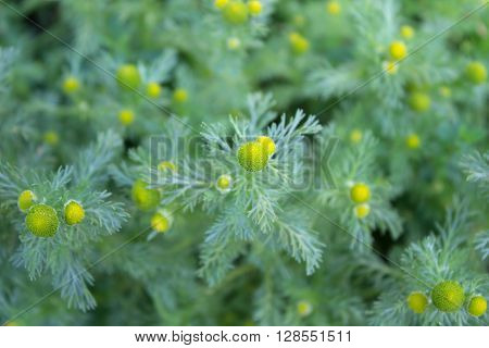 Wild Chamomile. Pineappleweed. Defocused green leaves and flowers background