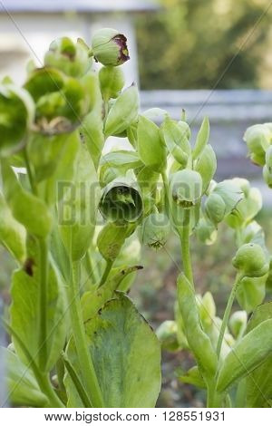 Hellebore flower bud, spring day in garden
