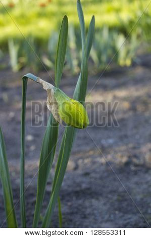 Yellow bud Narcissus, spring day in the garden