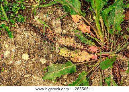 Shot to a few leaves on the ground in flat lay style. Some are green and full of life and some of them are dried out by heat