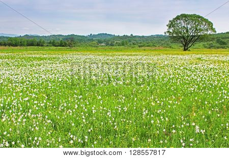 Valley of Narcissi in Khust, Ukraine - in may there are dandelions and narcissuses