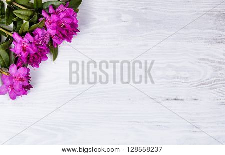 Wild rhododendron flowers on white wood in upper left corner of frame. Overhead view.