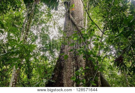 Ceiba Is The Name Of A Genus Of Many Species Of Large Trees Found In Tropical Areas South America