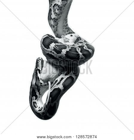 snake python molurus bivittatus eating white mouse