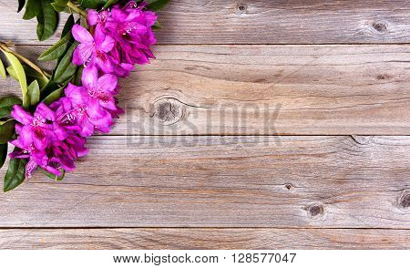 Wild rhododendron flowers on stressed wood in upper left corner of frame. Overhead view.