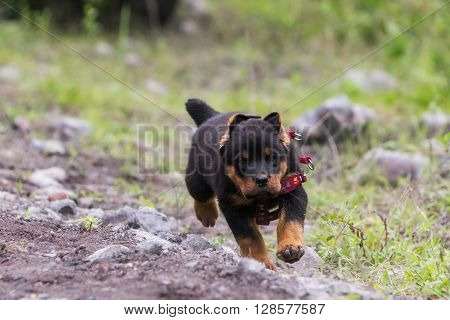 Rottweiler Puppy Running In The Grass Meadow