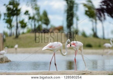 Pink Camargue in a zoo in Italy