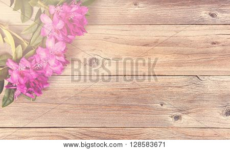 Wild rhododendron flowers on stressed wood in upper left corner of frame. Overhead view. Light effect applied on image.