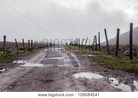 Cow Grazing In The Foothills Of The Azuay Mountain Knot At The Foot Of Yana Urcu Hill South America