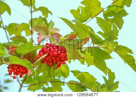 Closeup of bunches of red berries of a Guelder rose or Viburnum. Shrub on a sunny day at the end of the summer season.