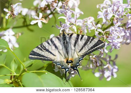 Scarce Swallowtail