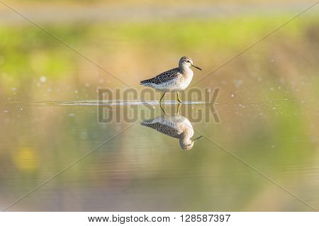 Green sandpiper reflecting in a pond in an oasis