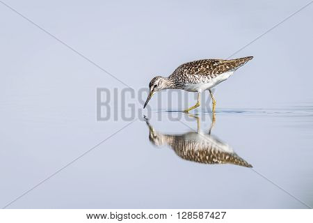 Green sandpiper reflecting in a pond in an oasis