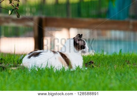 Close up of gorgeous kitty outdoors laying on green grass looking sideways with wood fence in background.