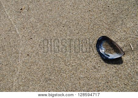 Sea shell found on the beach in Portorose Slovenia