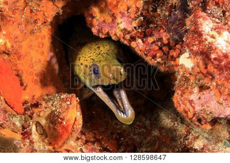 Fimbriated Moray Eel
