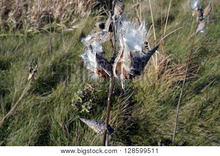The seed pods of a common milkweed plant (Asclepias syriaca) have opened to disburse seeds during November at the Wildflower Park in Naperville, Illinois.