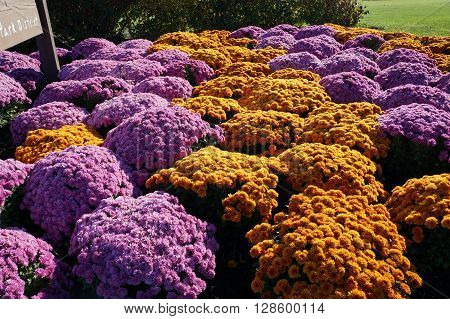 NAPERVILLE, ILLINOIS / UNITED STATES - NOVEMBER 4, 2015: Chrysanthemums bloom in Naperville's Wildflower Park during the autumn.