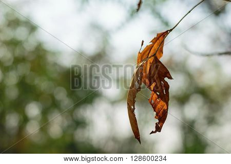 Dry leaves on tree in field after winter