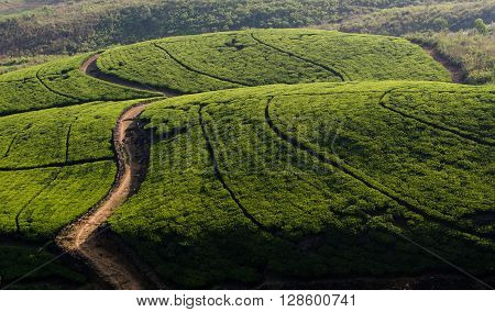 Tea plantation in up country near Hatton, Sri Lanka