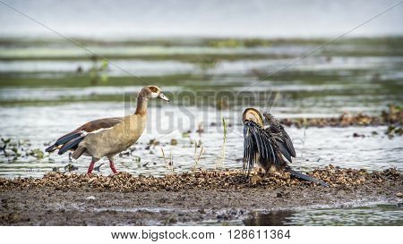 Specie Anhinga rufa family of Anhingidae, egyptian goose in the riverbank, Kruger, South Africa