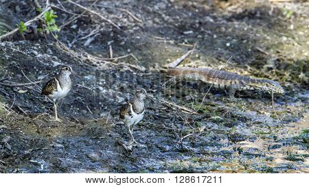 Specie Rostratula benghalensis family of Rostratulidae,  greater painted-snipe in Kruger Park