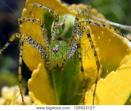 Green spider macro with fangs and spikey legs.