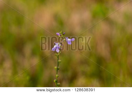 Closeup photo of Blue Toadflax flower 