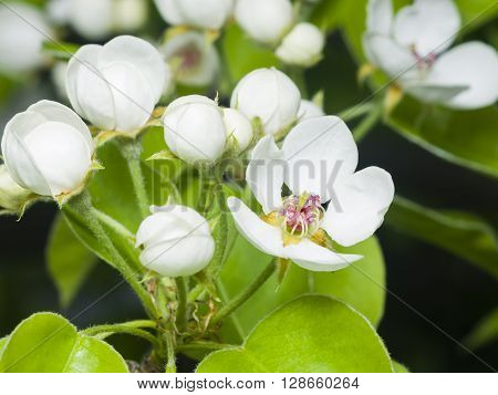 Flowers of Pear Tree Pyrus communis with leaves close-up on bokeh background selective focus shallow DOF