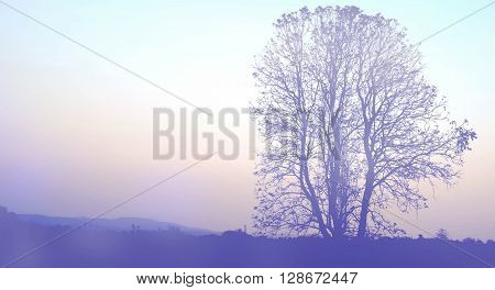 SilhouetteTree and sky (vintage soft light style)