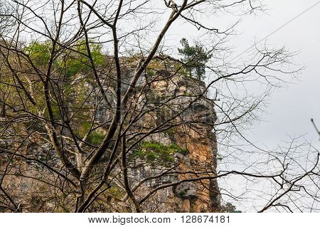 Bare tree branches on the background of high cliff and overcast sky