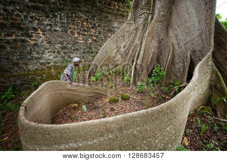 Sierra Leone, West Africa - June 2, 2013: the beaches of the Bunce Island, situated in Freetown Harbour, huge centuries-old roots
